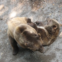 Brown Bear mating Ursus arctos (2)