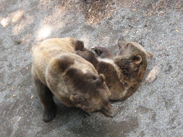 Brown Bear mating Ursus arctos (2)