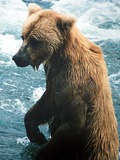 Brown Bear wet swim Ursus arctos