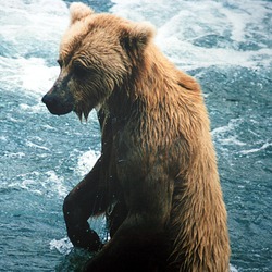 Brown Bear wet swim Ursus arctos