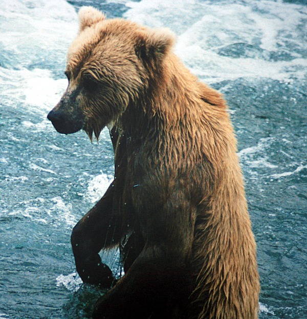 Brown Bear wet swim Ursus arctos
