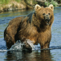 Kodiak Bear Dog_ Salmon Creek