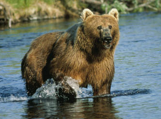 Kodiak Bear Dog_ Salmon Creek