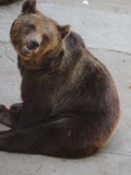 Ursus arctos lasiotus Beijing Zoo