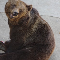 Ursus arctos lasiotus Beijing Zoo