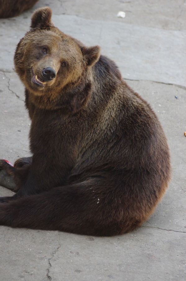 Ursus arctos lasiotus Beijing Zoo