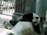 Giant Panda Bear Photo Gallery