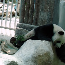 Giant Panda Bear  Chiang Mai Zoo Ailuropoda melanoleuca