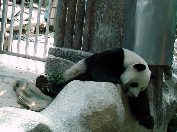 Giant Panda Bear  Chiang Mai Zoo Ailuropoda melanoleuca