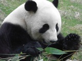Giant Panda Bear Photo Gallery