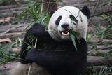 Giant Panda Bear Photo Gallery