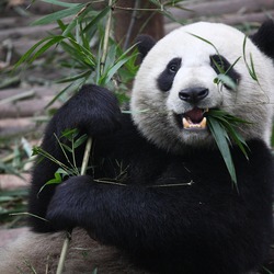 Giant Panda Bear  bamboo Eating