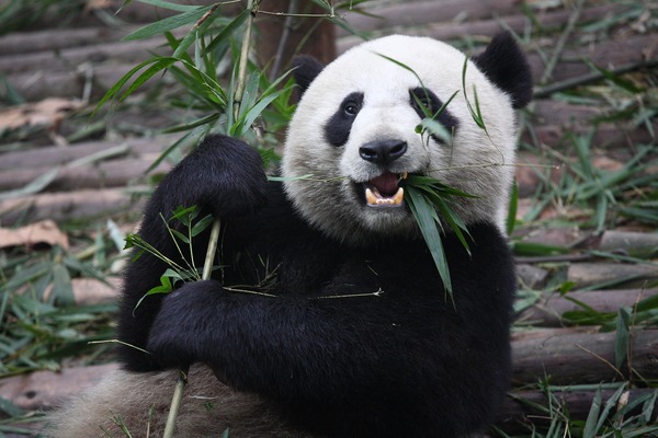 Giant Panda Bear  bamboo Eating