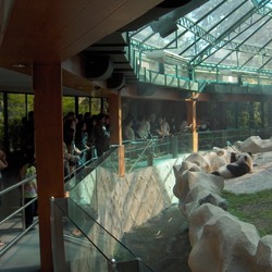 Giant Panda Bear  enclosure at Chiang Mai zoo