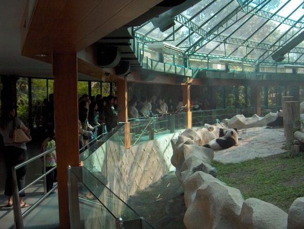 Giant Panda Bear  enclosure at Chiang Mai zoo