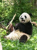 Giant Panda Bear (Ailuropoda_melanoleuca) Tian Tian