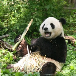 Giant Panda Bear (Ailuropoda_melanoleuca) Tian Tian