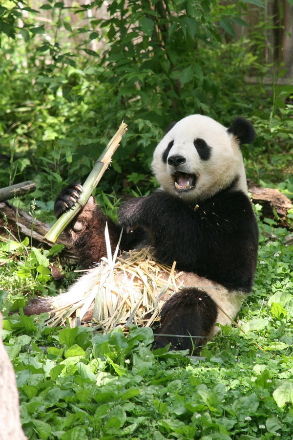 Giant Panda Bear (Ailuropoda_melanoleuca) Tian Tian