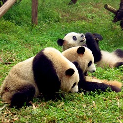 Giant Panda Bear Ailuropoda melanoleuca (2)