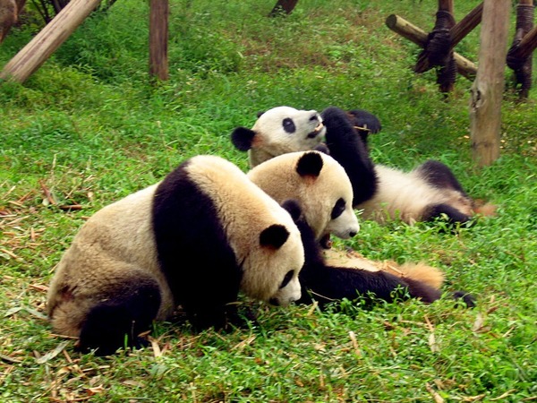 Giant Panda Bear Ailuropoda melanoleuca (2)