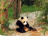 Giant Panda Bear Photo Gallery