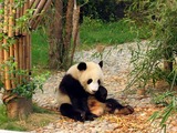 Giant Panda Bear Ailuropoda melanoleuca (3)