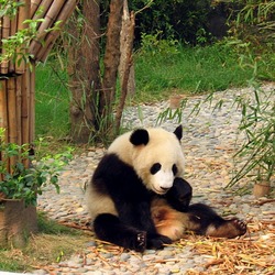 Giant Panda Bear Ailuropoda melanoleuca (3)