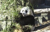 Giant Panda Bear Photo Gallery