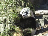 Giant Panda Bear Ailuropoda melanoleuca (4)