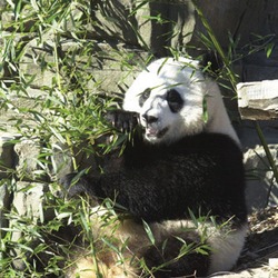 Giant Panda Bear Ailuropoda melanoleuca (4)