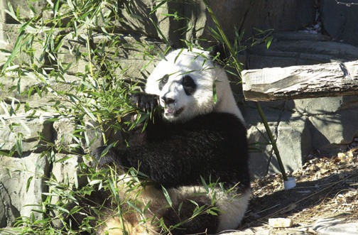 Giant Panda Bear Ailuropoda melanoleuca (4)