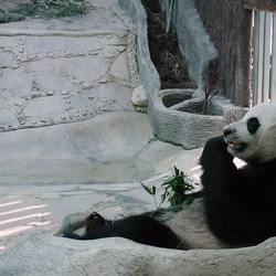 Giant Panda Bear Ailuropoda melanoleuca Chiang Mai Zoo