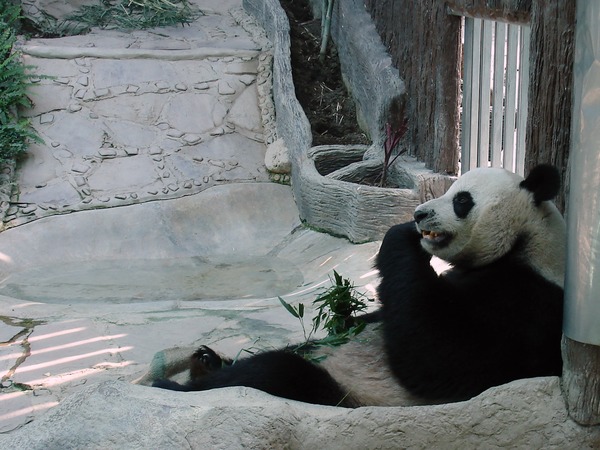 Giant Panda Bear Ailuropoda melanoleuca Chiang Mai Zoo