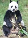 Giant Panda Bear Ailuropoda melanoleuca Panda