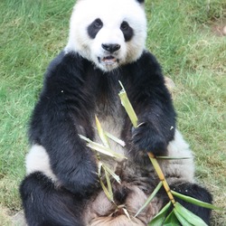 Giant Panda Bear Ailuropoda melanoleuca Panda