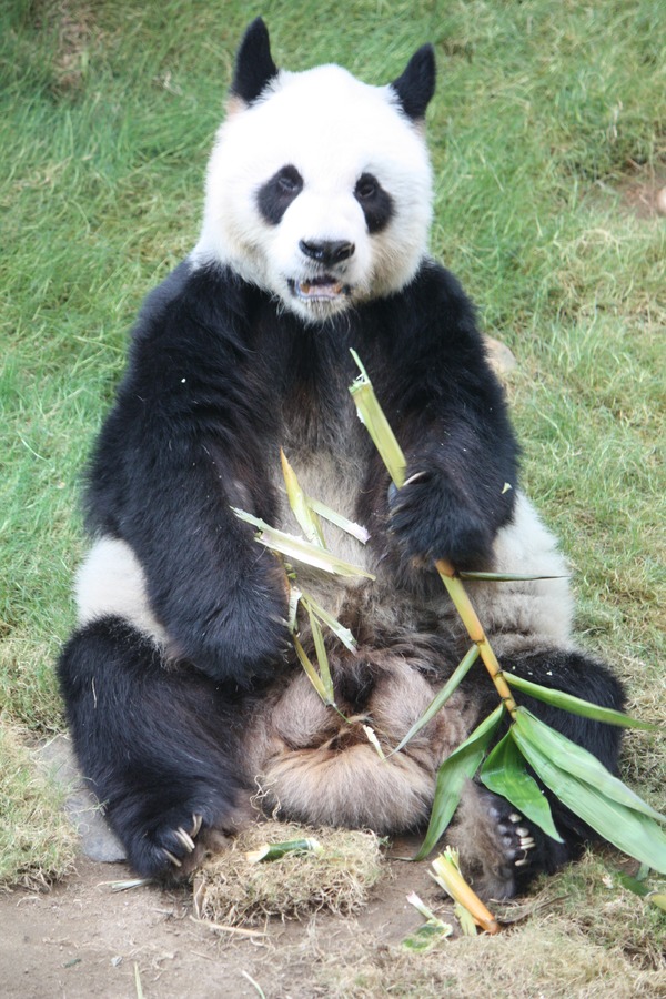 Giant Panda Bear Ailuropoda melanoleuca Panda