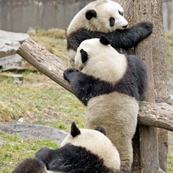 Giant Panda Bear Ailuropoda melanoleuca Playing