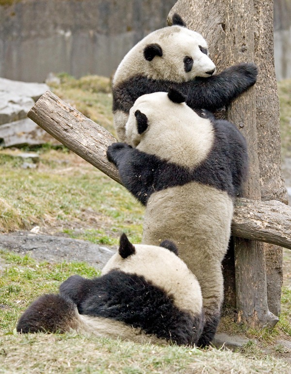 Giant Panda Bear Ailuropoda melanoleuca Playing