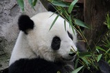 Giant Panda Bear Photo Gallery