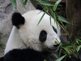 Giant Panda Bear Ailuropoda melanoleuca San Diego Zoo portrait