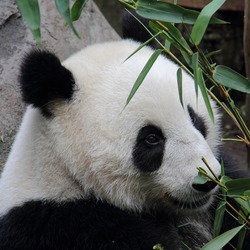 Giant Panda Bear Ailuropoda melanoleuca San Diego Zoo portrait