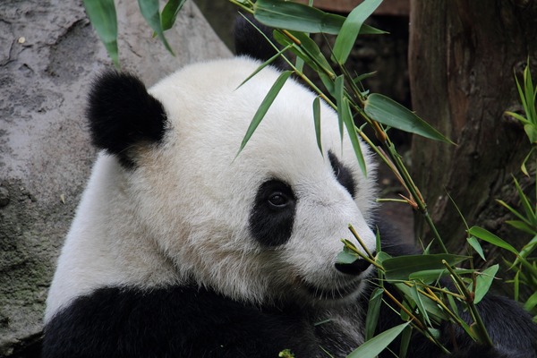 Giant Panda Bear Ailuropoda melanoleuca San Diego Zoo portrait