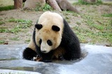 Giant Panda Bear Photo Gallery