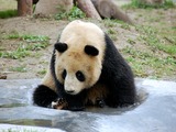 Giant Panda Bear Ailuropoda melanoleuca Shanghai Zoo
