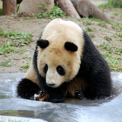 Giant Panda Bear Ailuropoda melanoleuca Shanghai Zoo