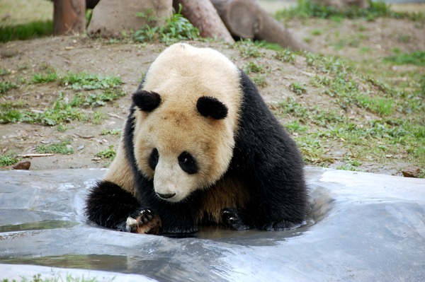 Giant Panda Bear Ailuropoda melanoleuca Shanghai Zoo