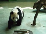 Giant Panda Bear Ailuropoda melanoleuca Taipei Zoo