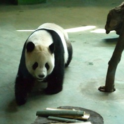 Giant Panda Bear Ailuropoda melanoleuca Taipei Zoo