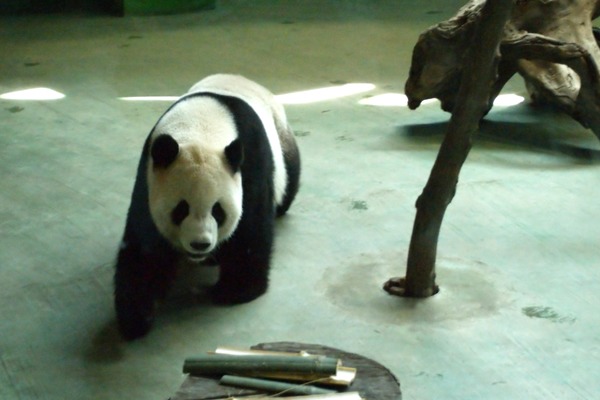 Giant Panda Bear Ailuropoda melanoleuca Taipei Zoo