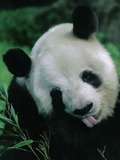 Giant Panda Bear Ailuropoda melanoleuca bamboo (2)
